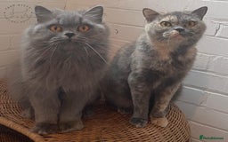 British Longhair cats for sale: British Longhair Female for Her Forever Home - Image 4