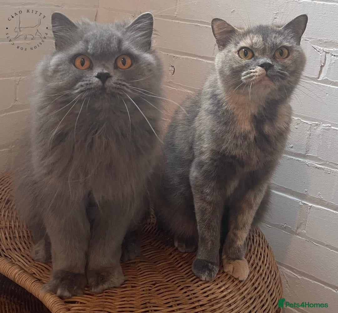 British Longhair cats for sale: British Longhair Female for Her Forever Home - Image 4