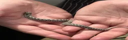 Snake reptiles for sale: Axanthic 66% Het Toffee Belly Male CB26 - Advert 2
