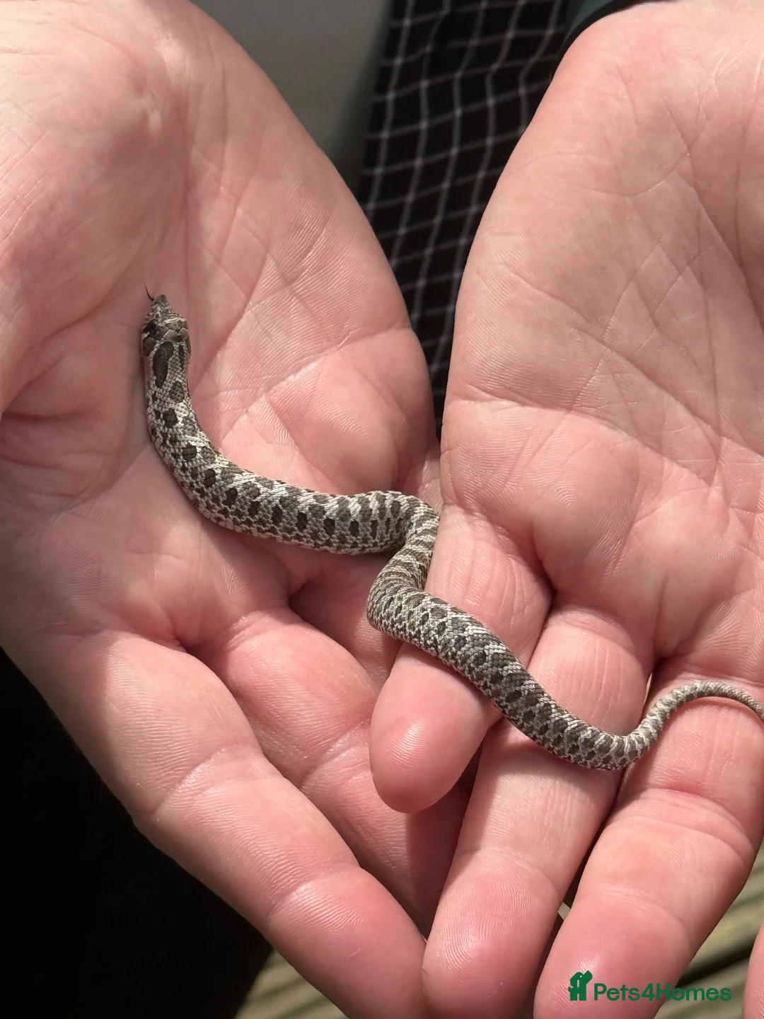 Snake reptiles for sale: Axanthic 66% Het Toffee Belly Male CB26 - Advert 2