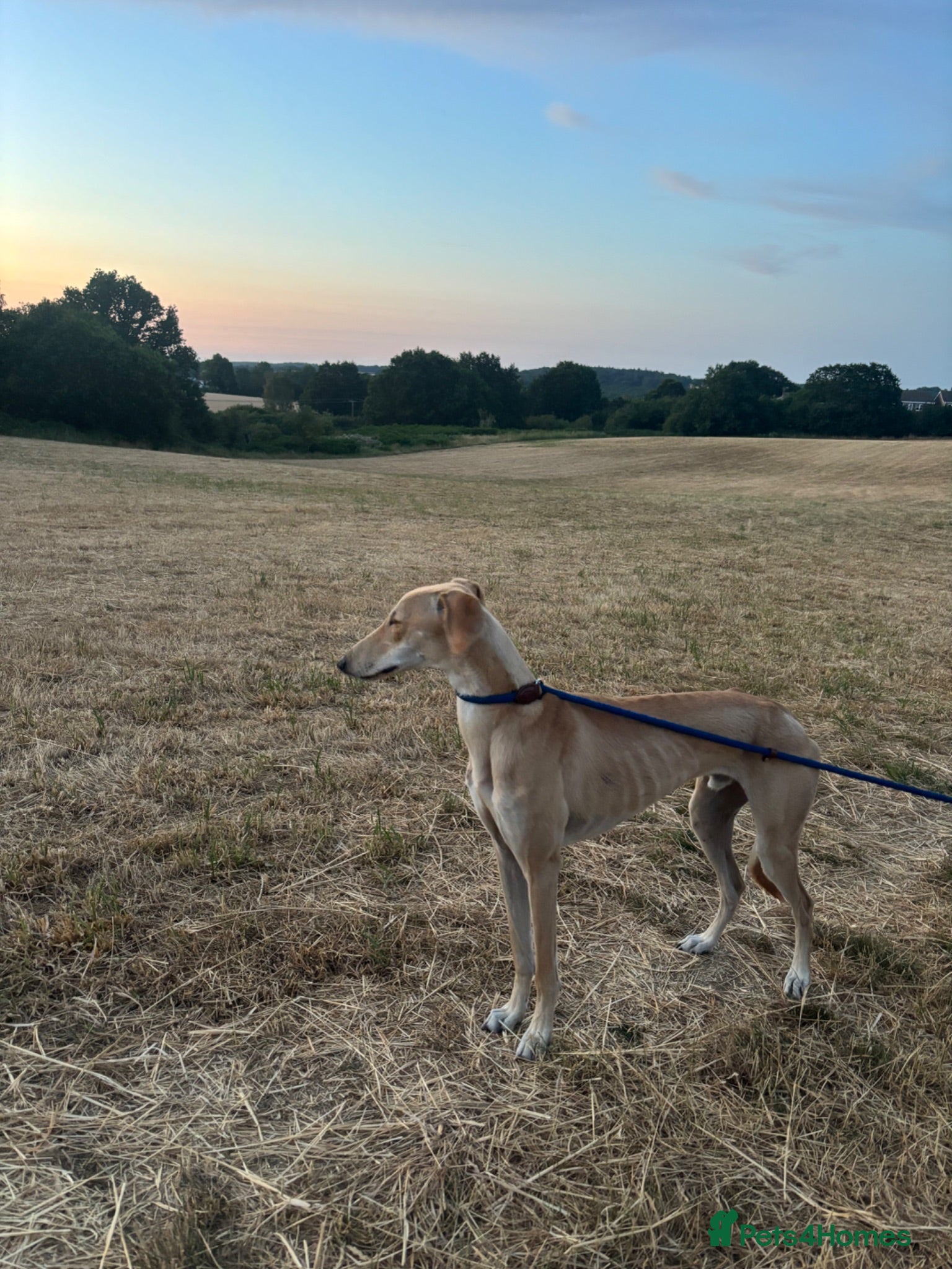Lurcher dogs Lurcher for stud - Advert 2