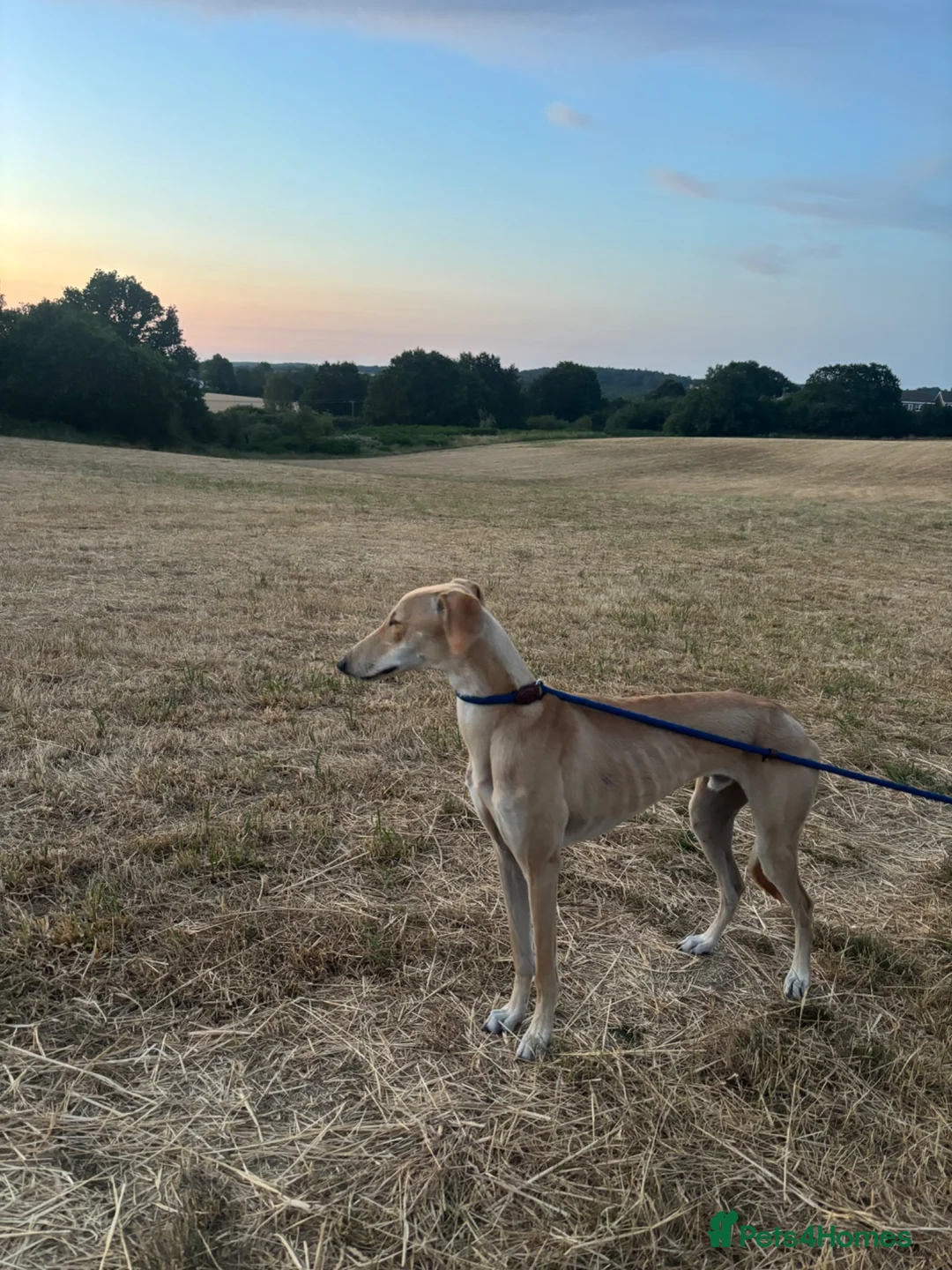 Lurcher dogs for stud: Lurcher for stud - Advert 1