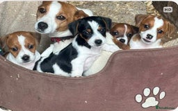 Jack Russell dogs for sale: Jack Russell Puppies  - Image 7