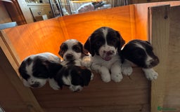 English Springer Spaniel dogs for sale: KC registered English Springer Spaniels  - Image 9