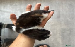 Norwegian Forest Cat cats for sale: Kittens for sale  - Image 13