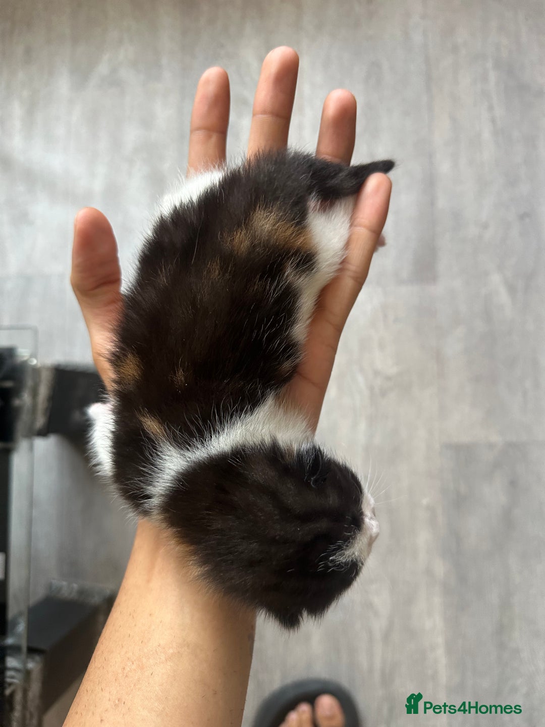Norwegian Forest Cat cats for sale: Kittens for sale  - Image 13