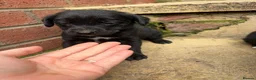 Lurcher dogs for sale: Lurcher pups - Advert 6