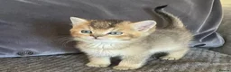 British Shorthair cats for sale: TICA reg black golden kittens  - Advert 13