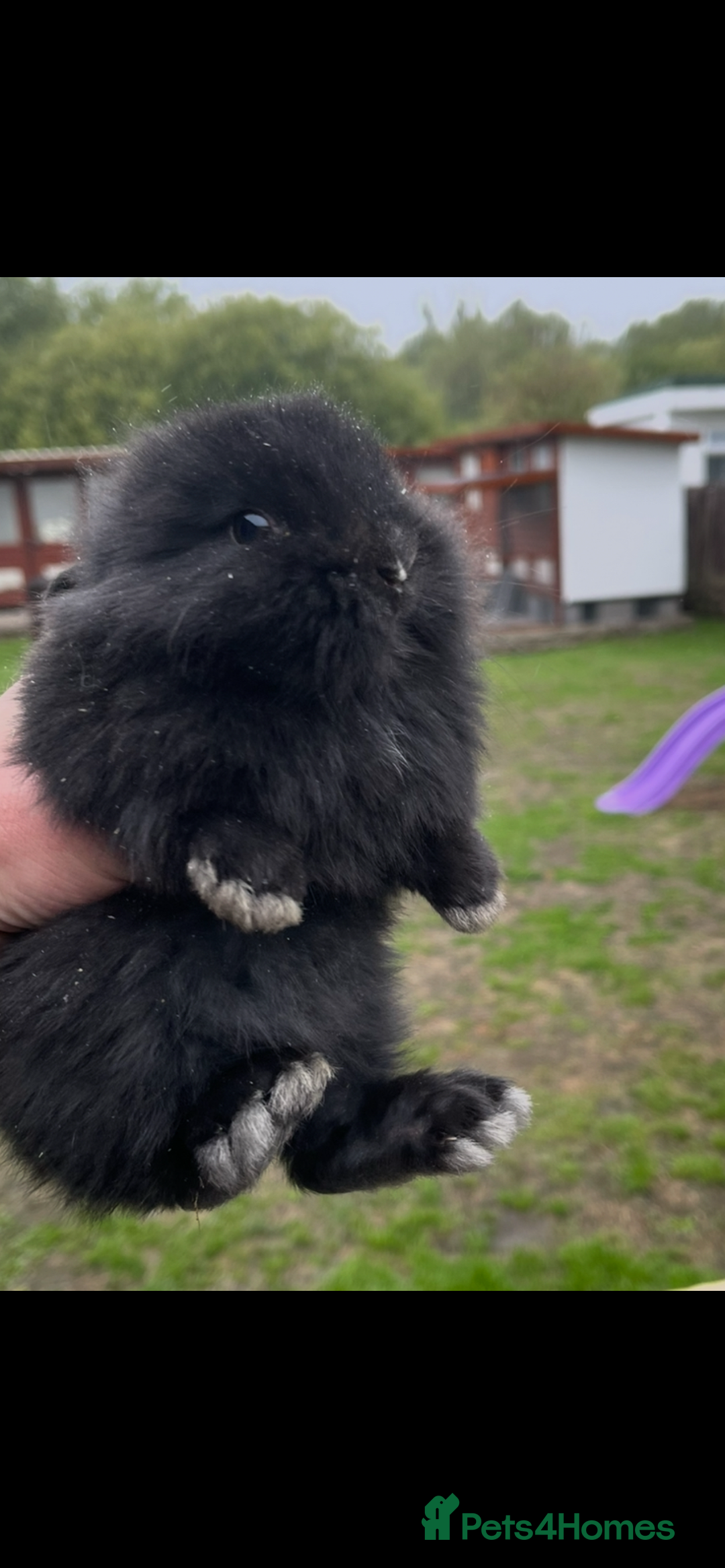 Lionhead rabbits for sale: Baby bunnies  - Image 2