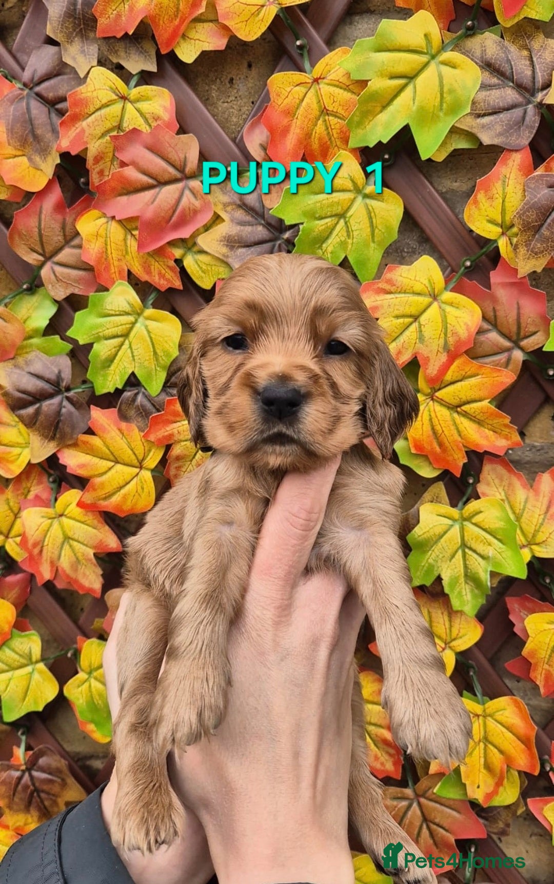 Cocker Spaniel dogs Superb golden show type cocker spaniel puppies  - Advert 8