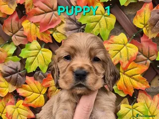 Cocker Spaniel dogs Superb golden show type cocker spaniel puppies - Advert 8