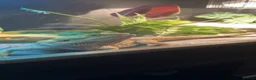 Bearded Dragon reptiles for sale: Bearded Dragon + Full Vivarium Setup  in Stirling - Advert 10