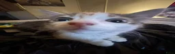 Mixed Breed cats for sale: 2 female kittens in Birmingham - Advert 3