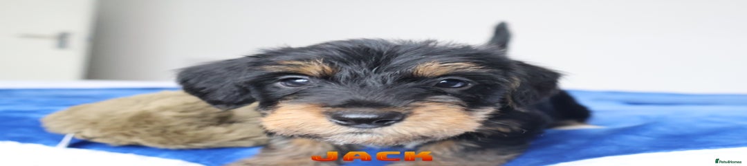 Jack