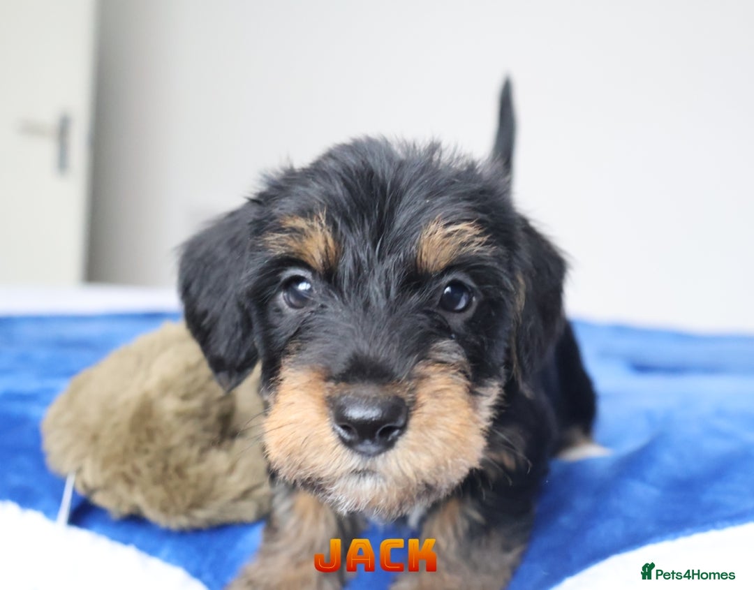 Mixed Breed dogs for sale: Parson Russell Cross Puppies  - Image 28