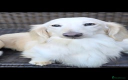 Miniature Dachshund dogs for stud: KC REG ONE OF A KIND EE/ii CREAM MINI DACHSHUND in Hinckley - Image 1