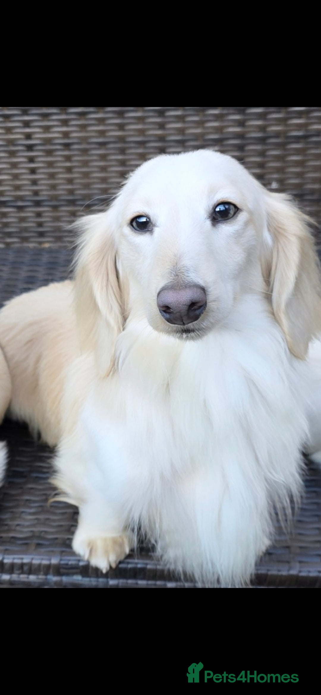 Miniature Dachshund dogs for stud: KC REG ONE OF A KIND EE/ii CREAM MINI DACHSHUND in Hinckley - Image 1
