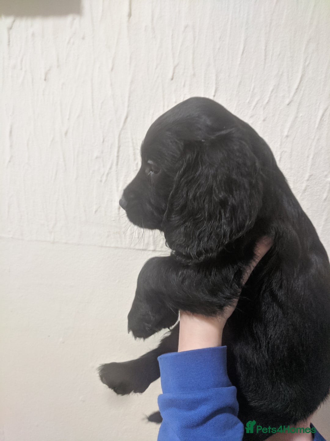 Cocker Spaniel dogs for sale: Only 3 beautiful kc working cocker spaniels left  - Advert 1