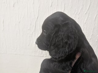 Cocker Spaniel dogs for sale: Only 3 beautiful kc working cocker spaniels left - Advert 1