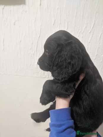 Cocker Spaniel dogs - Advert 13