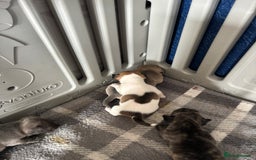 Mixed Breed dogs for sale: French Bull Jacks x 5 (All male)  - Image 13