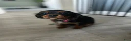 Cavalier King Charles Spaniel dogs for sale: Beautiful cavalier King Charles spaniel  - Advert 2