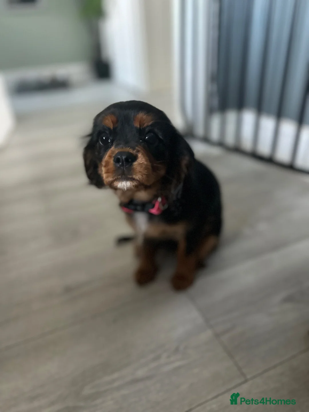 Cavalier King Charles Spaniel dogs for sale: Beautiful cavalier King Charles spaniel  - Advert 2