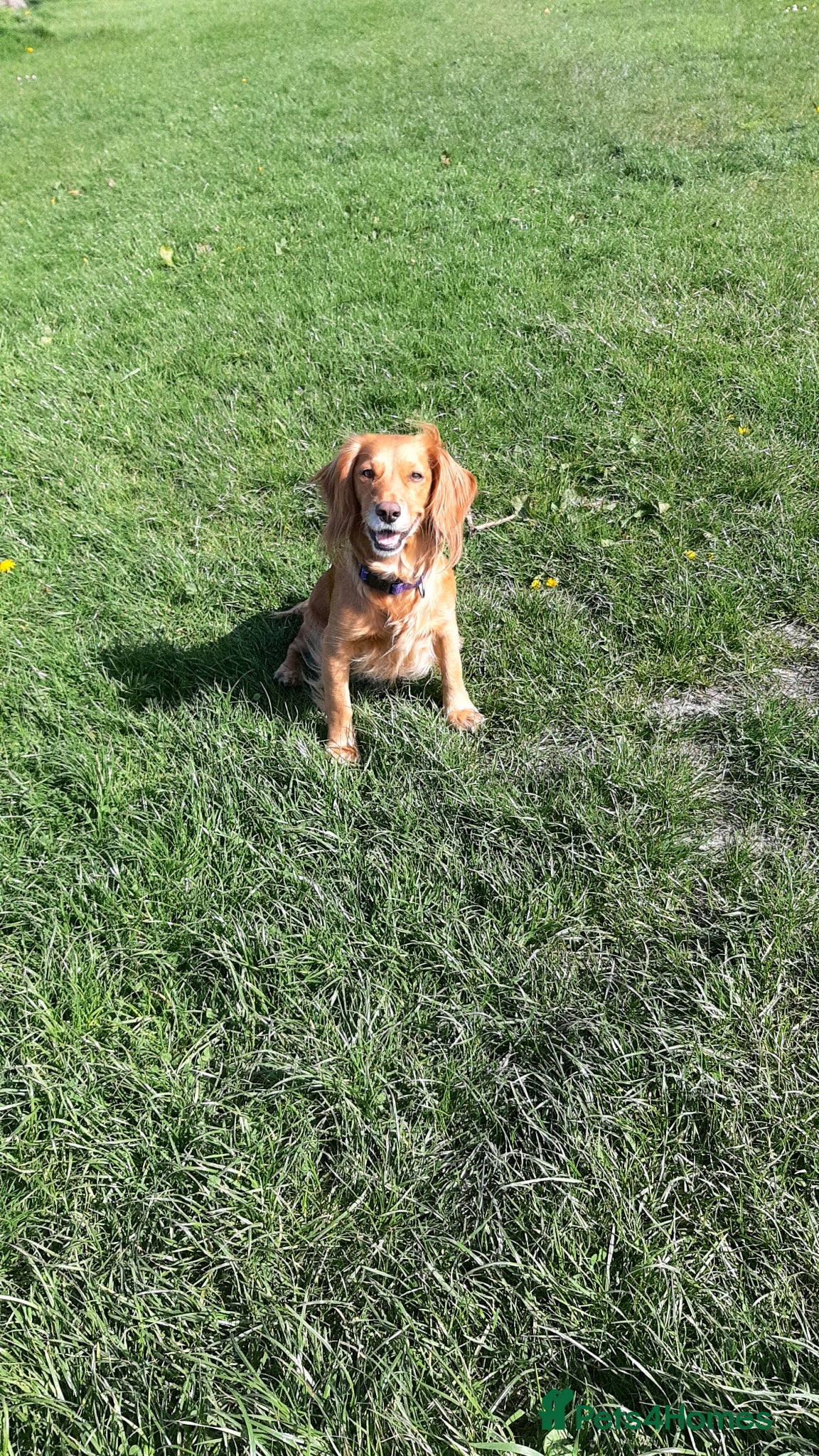 Cocker Spaniel dogs KC registered Working Cocker Spaniel pups - Advert 2