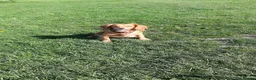 Cocker Spaniel dogs for sale: KC registered Working Cocker Spaniel pups - Advert 29