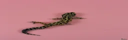 Leopard Gecko reptiles for sale: x2 female leopard geckos  in Stowmarket - Advert 10