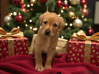 Labrador Retriever dogs **last few beautiful Labradors remaining** - Advert 18