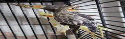Parrots birds for sale: PARROTS/AMAZONS/PARAKEETS  - Advert 19