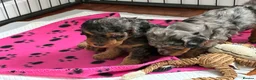 Mixed Breed dogs for sale: Beautiful litter of Cockerpoo x Caverpoo puppies - Advert 2