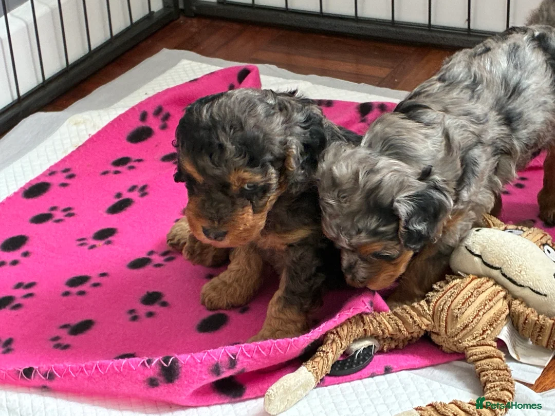 Mixed Breed dogs for sale: Beautiful litter of Cockerpoo x Caverpoo puppies - Advert 2