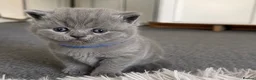 British Shorthair cats for sale: Beautiful British Shorthair Kittens - Advert 5
