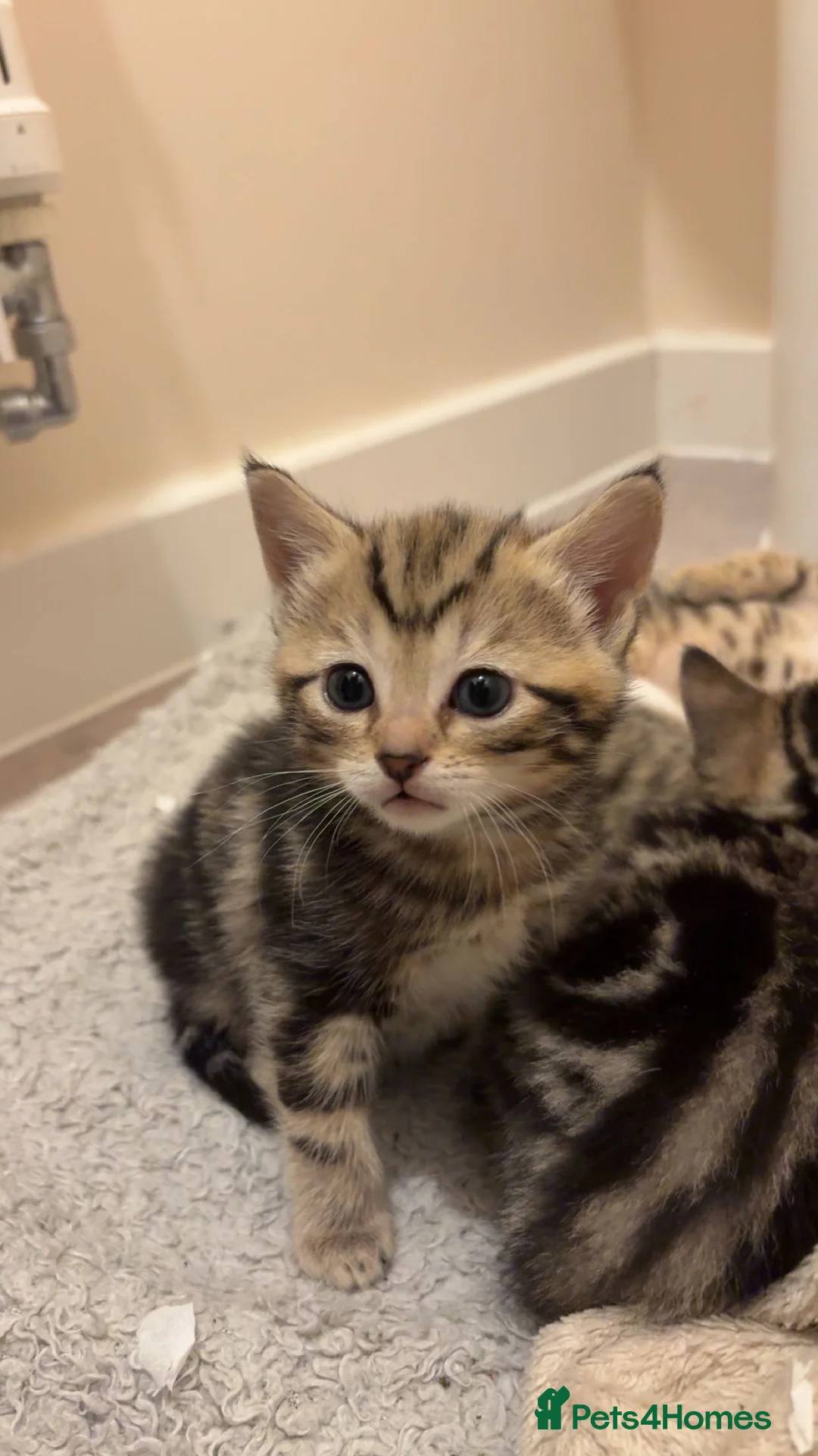 Mixed Breed cats for sale: 4 tabby kittens for sale. - Advert 2