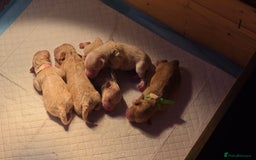 Mixed Breed dogs for sale: Gorgeous puppies for sale - Advert 11