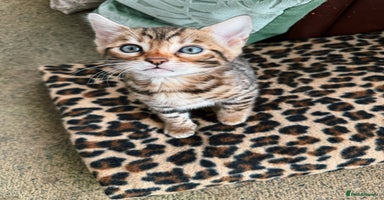 Bengal cats - Advert 4