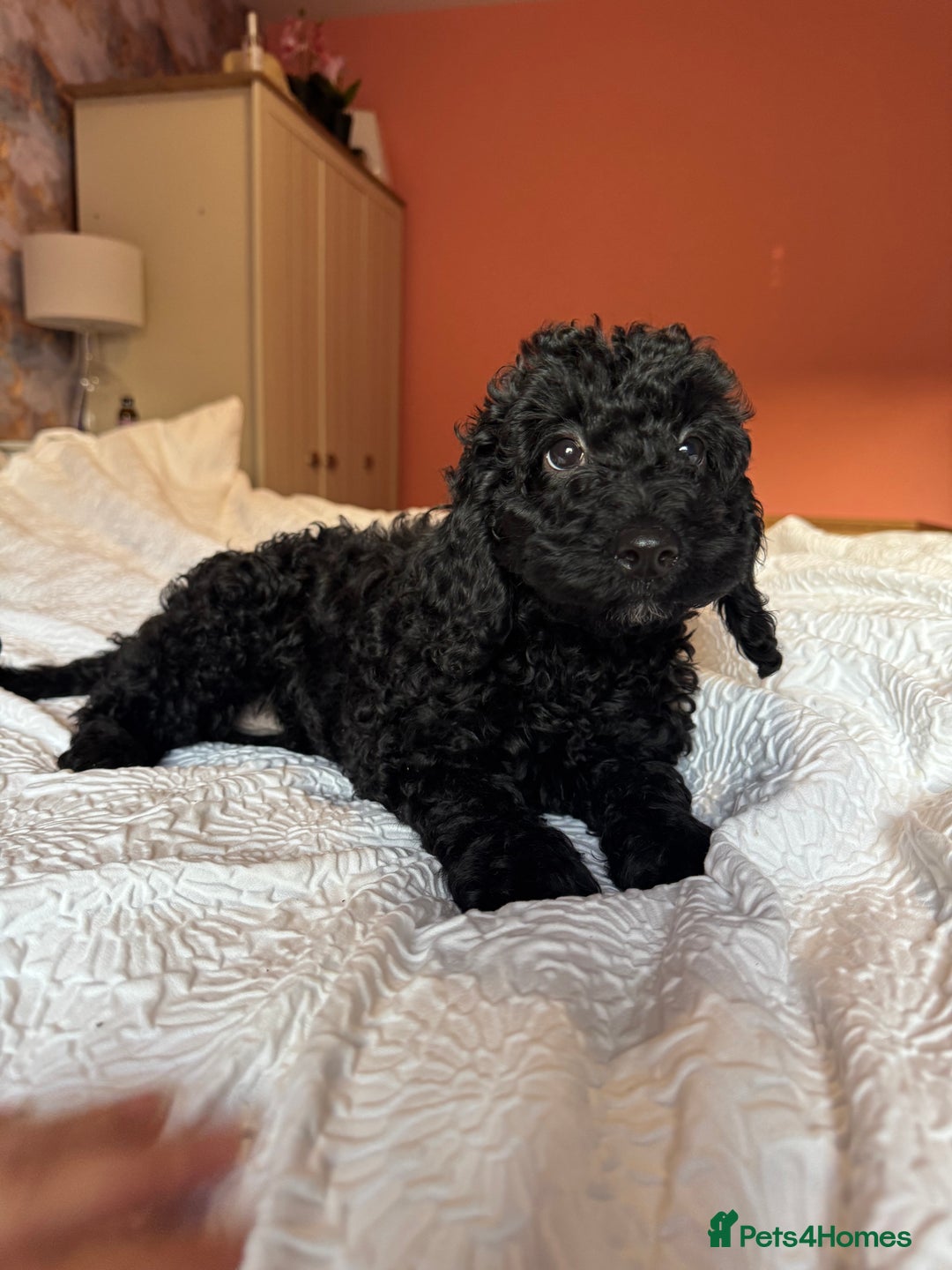 Cockapoo dogs for sale: Adorable cockapoo puppies  - Image 13