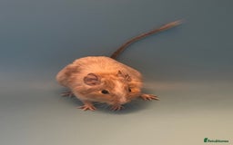 Degus rodents for sale: Baby degus - Advert 2