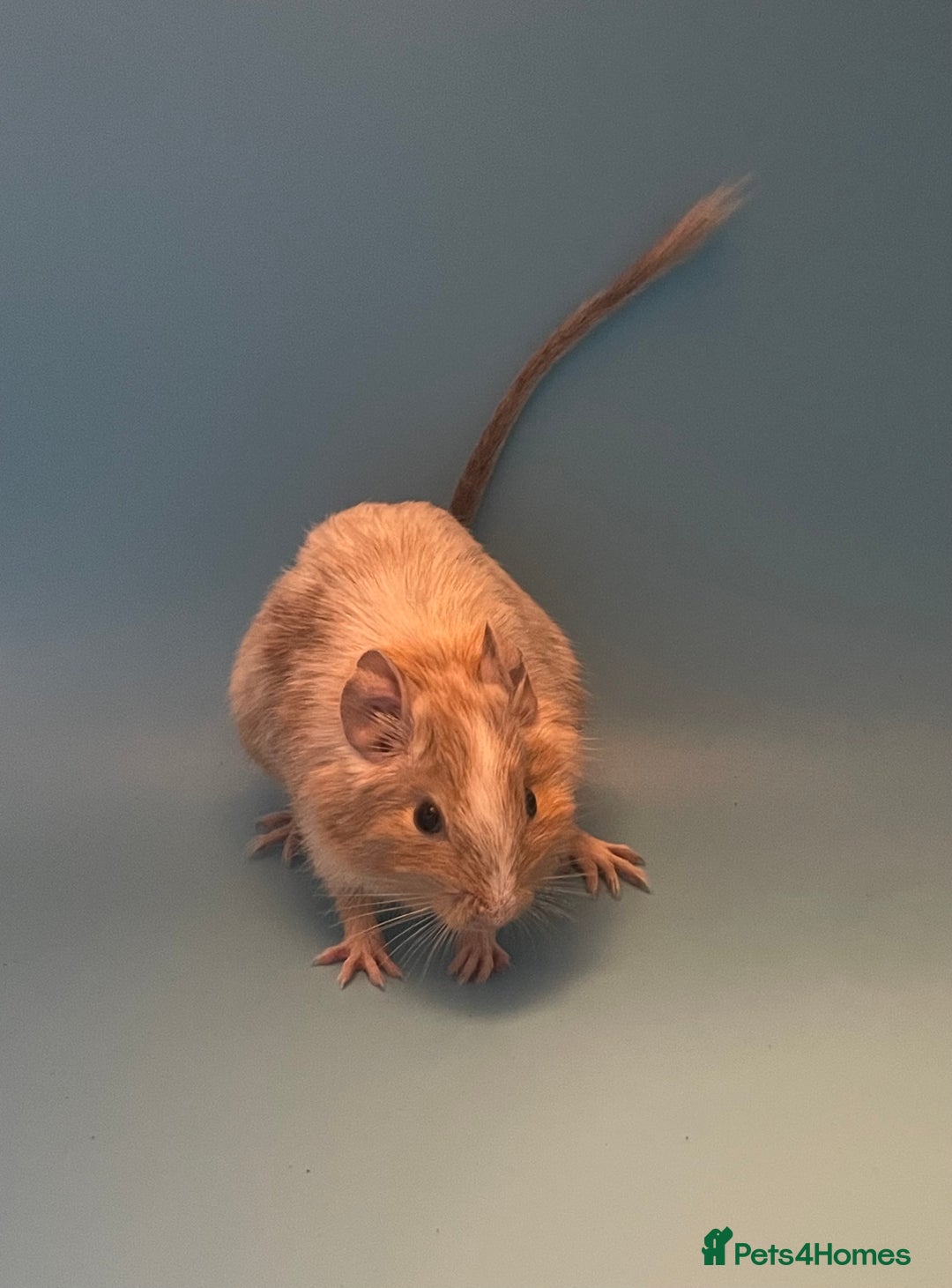 Degus rodents for sale: Baby degus - Advert 2