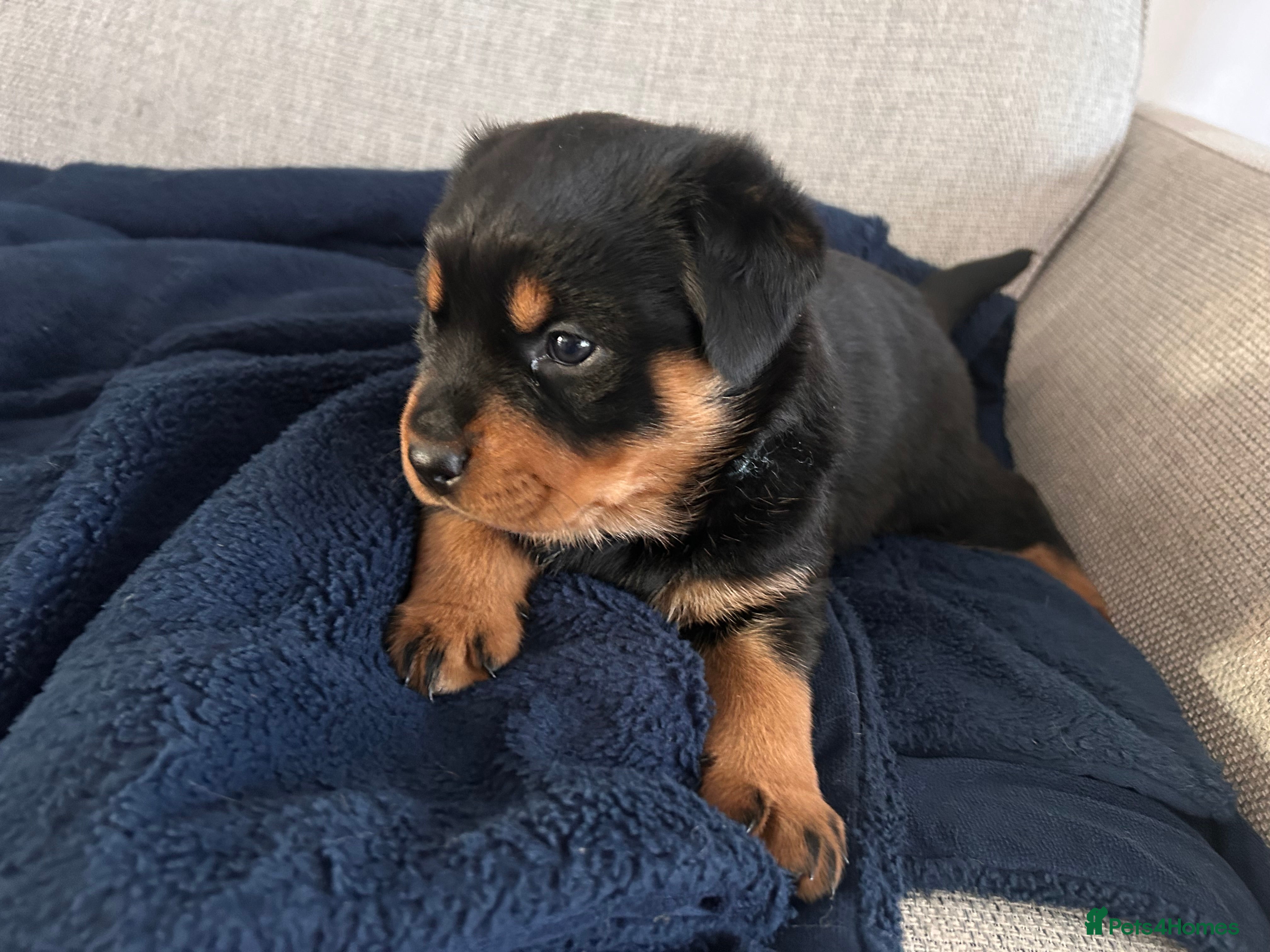 Rottweiler dogs for sale: Pure breed Rottweiler puppies for sale - Advert 19