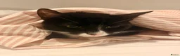 Mixed Breed cats for sale: Brian - Advert 2