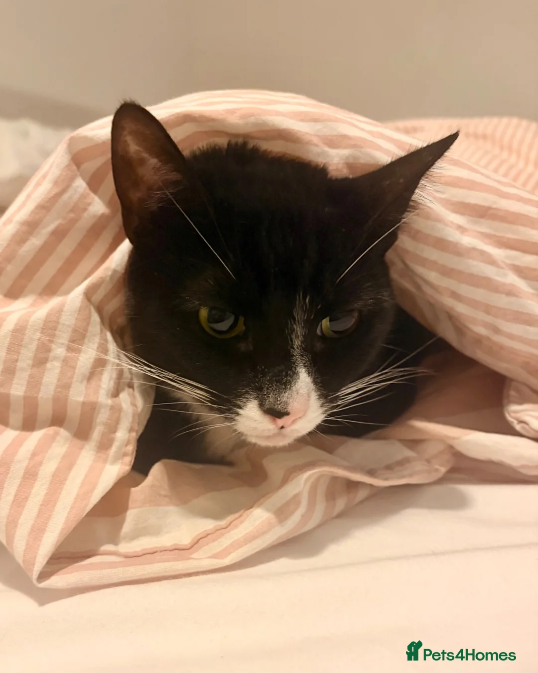 Mixed Breed cats for sale: Brian - Advert 2