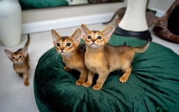 Abyssinian cats for sale: Elegant Abyssinian Kittens Champion Lines 🏆 🥇  - Image 7