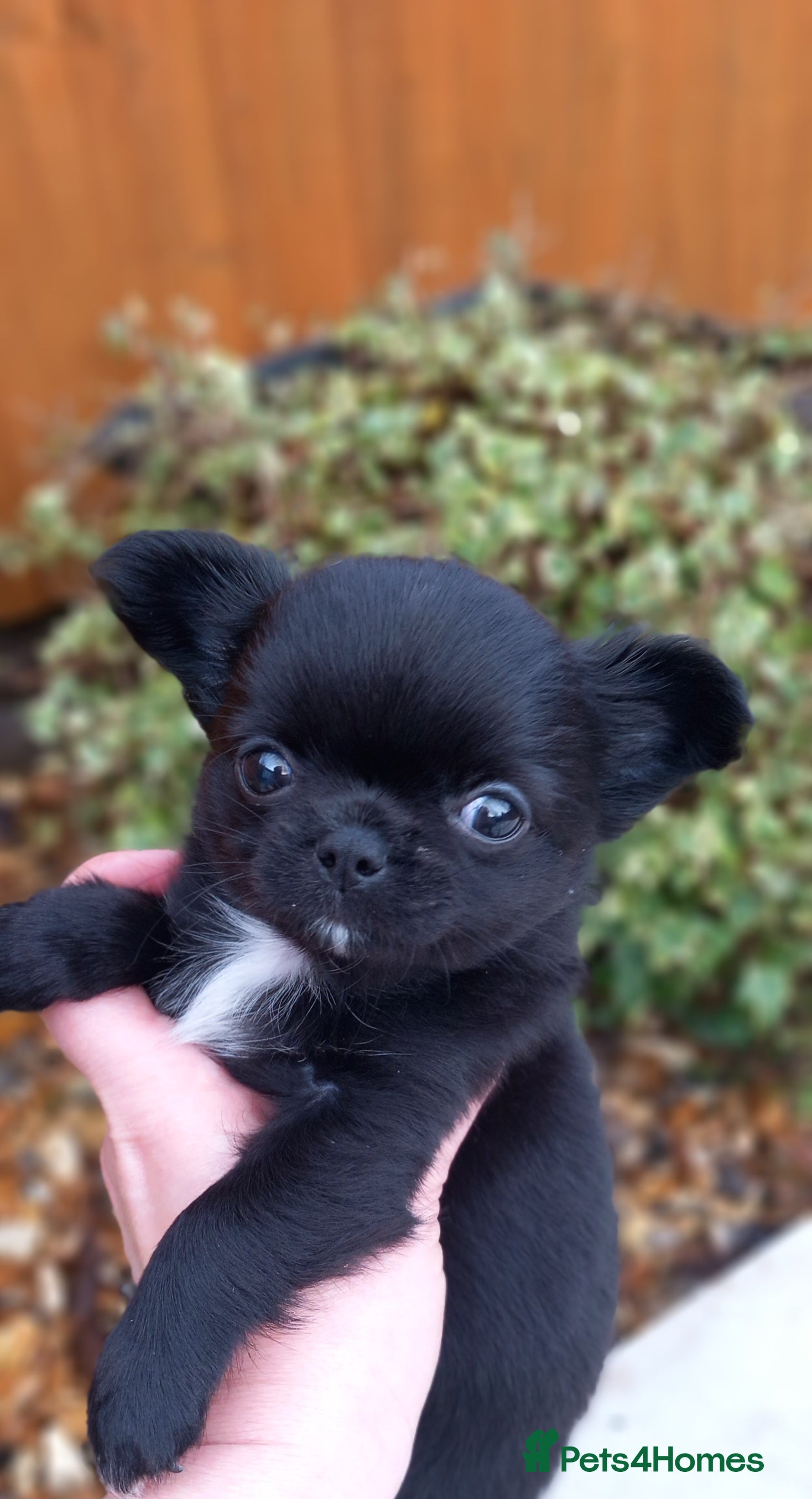 Chihuahua dogs ❤️‍🔥DNA tested parents❤️‍🔥LC 1Boys KC REG  - Advert 4