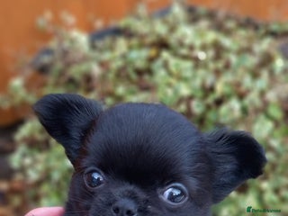 Chihuahua dogs ❤️🔥DNA tested parents❤️🔥LC 1Boys KC REG - Advert 4