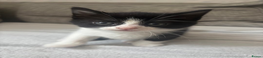 Mixed Breed Kitten 1