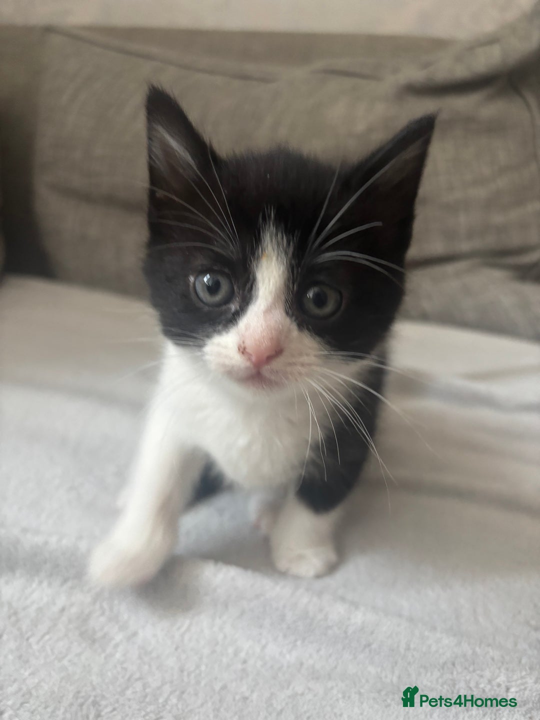 Mixed Breed cats for sale: 2 boy kittens left reduced price  - Image 6