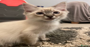 Ragdoll cats - Advert 3